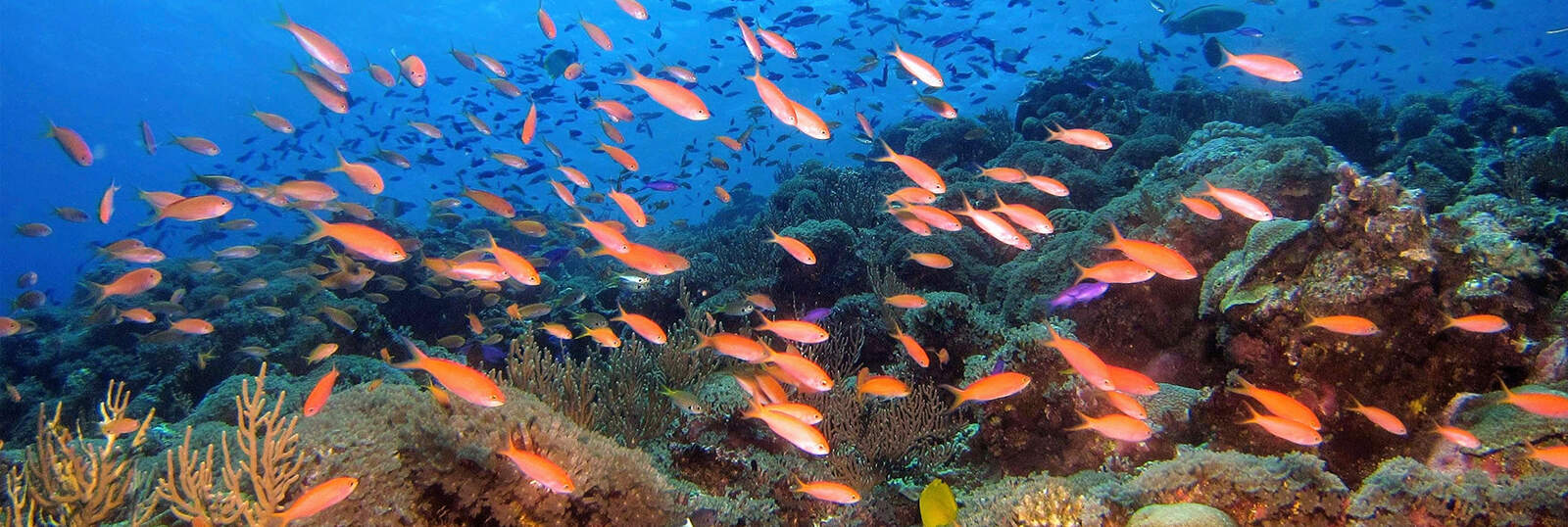 fish2