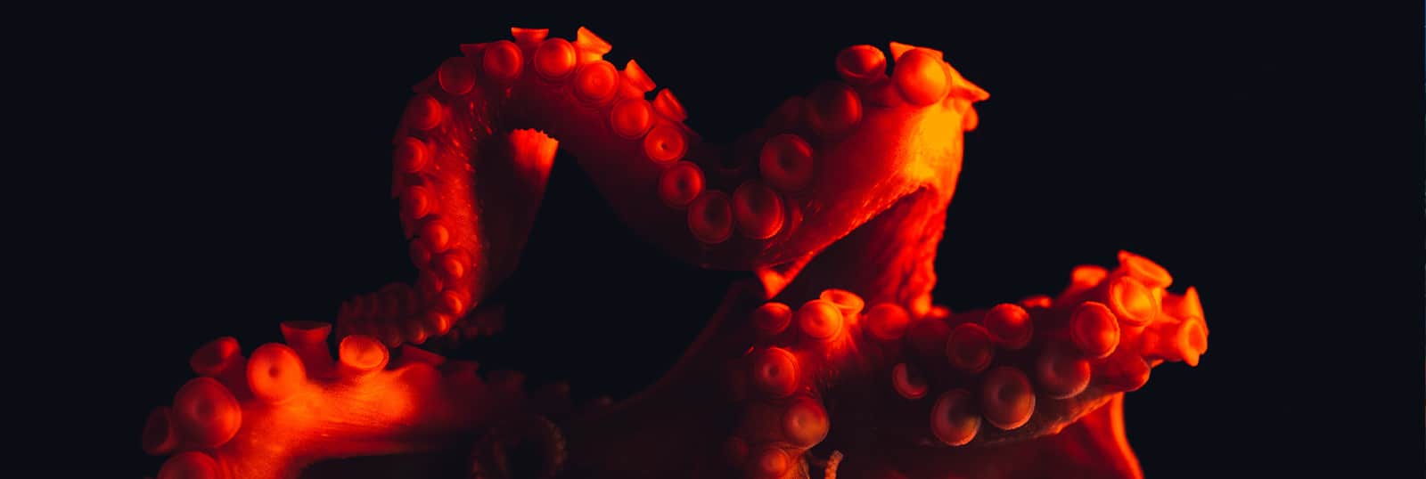 octo