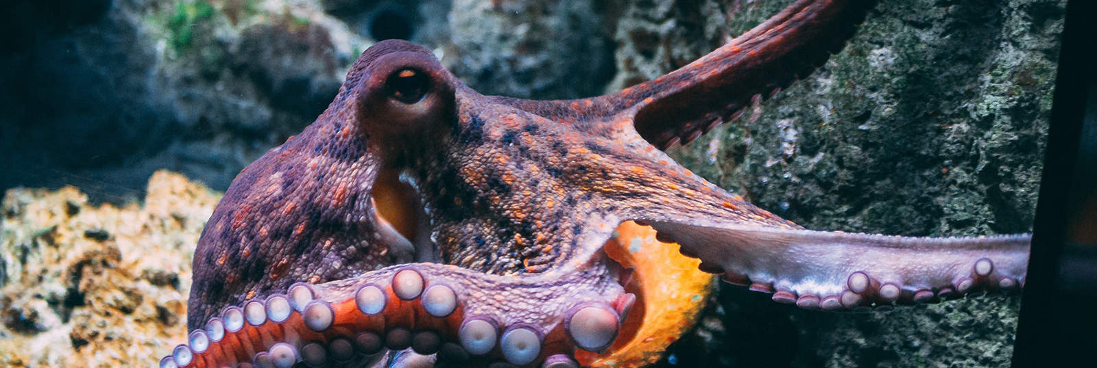 octopus-farm-cruel